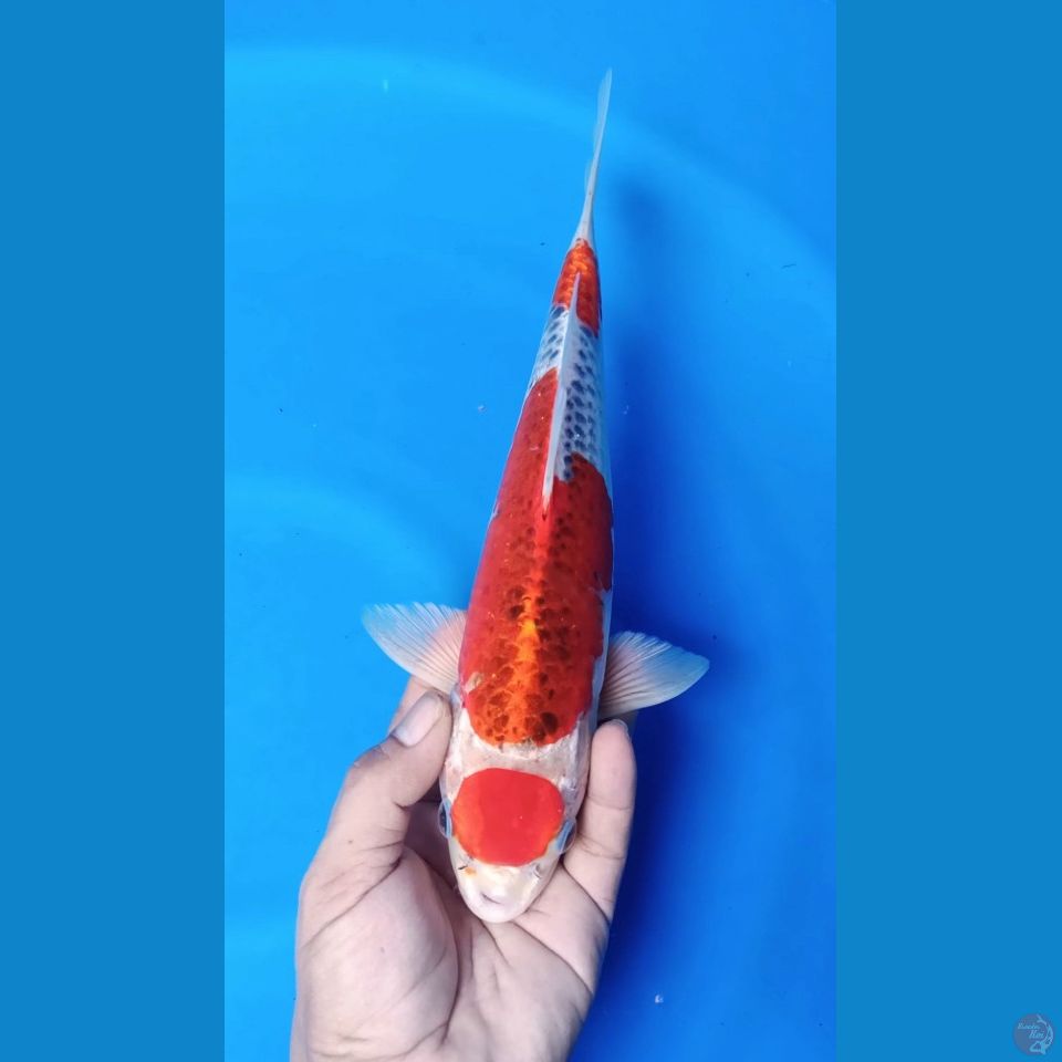 M 32CM MARUTEN KUJAKU