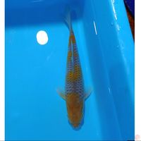 OCHIBA 22CM MALE ORYGINAL 