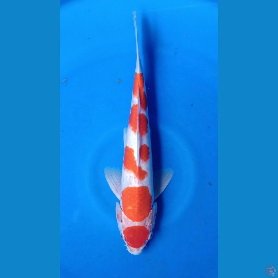 M 37CM KOHAKU