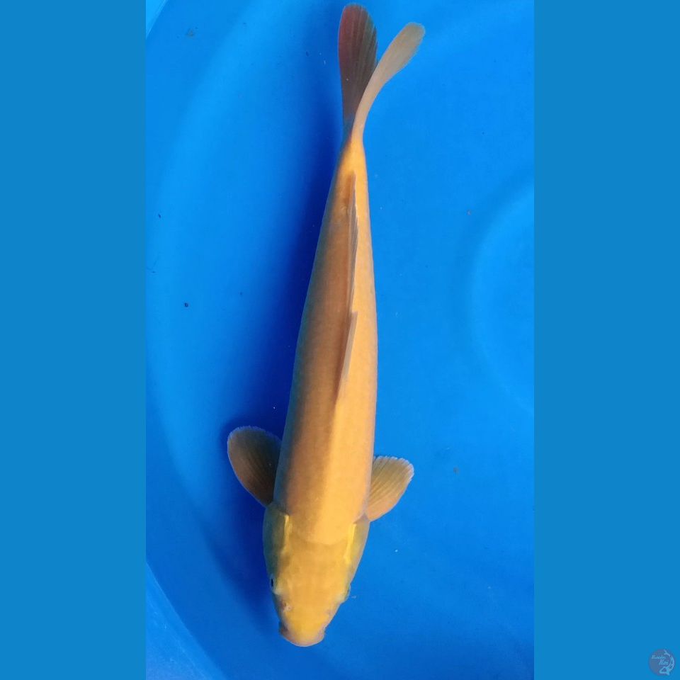 M 41CM LEMON KARASI RED EYE