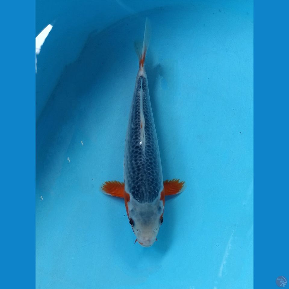 Asagi 25cm