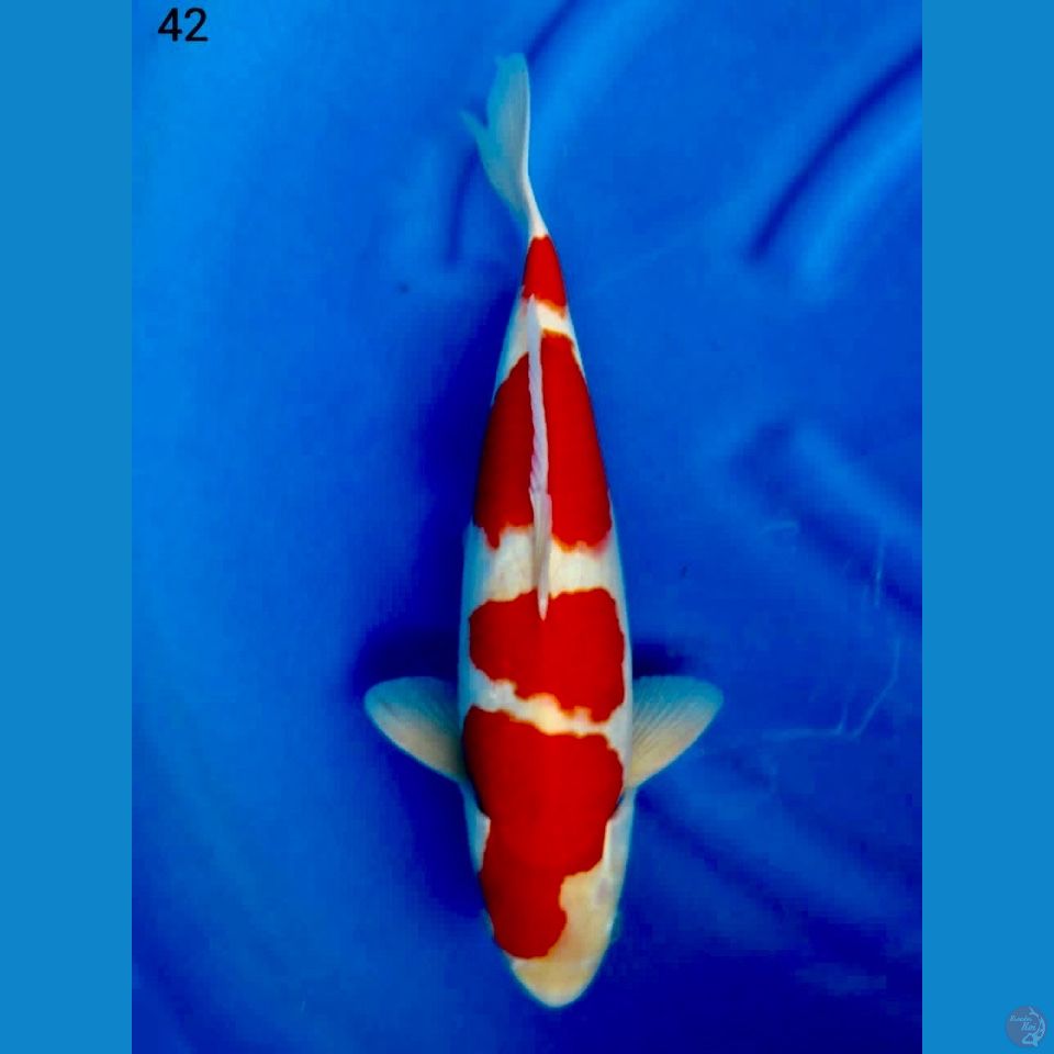 Kohaku super red 42cm