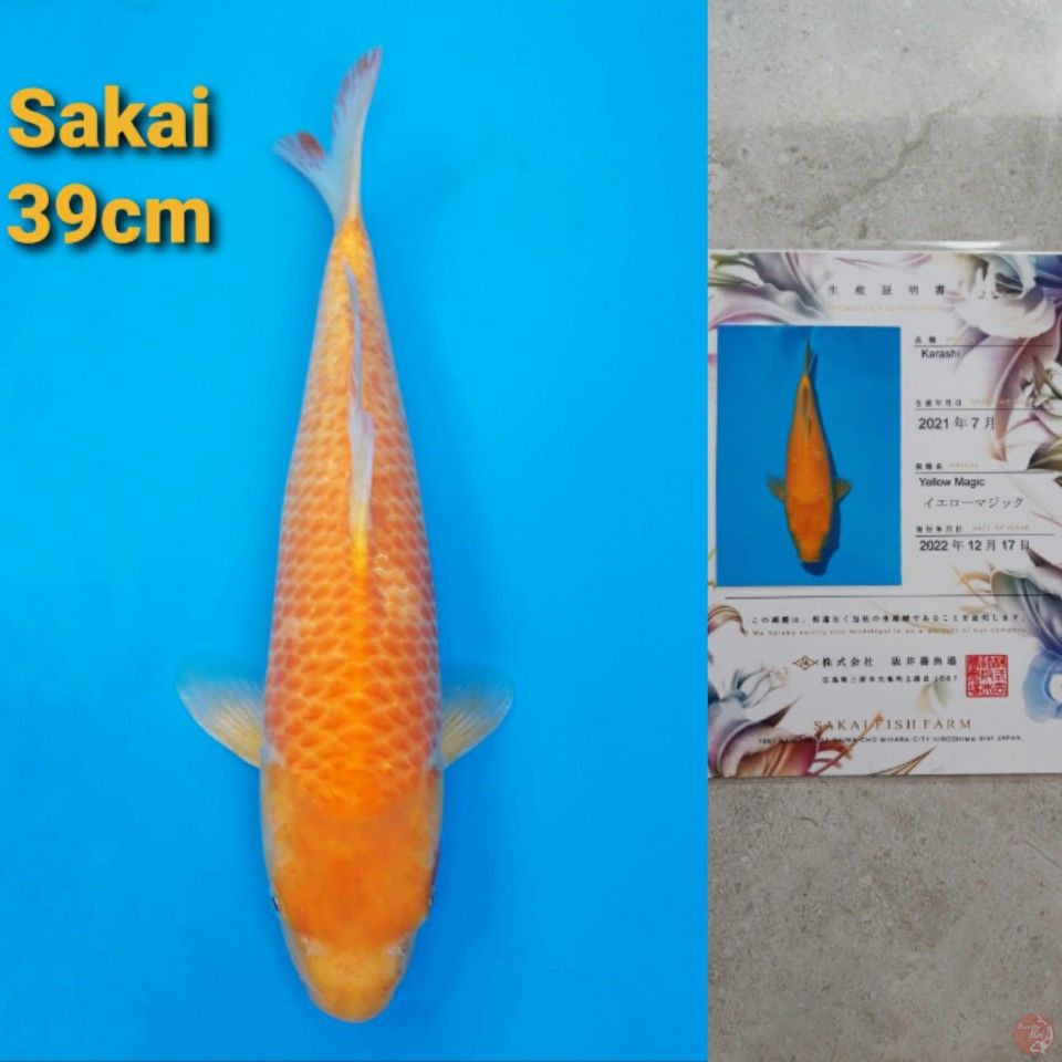 SAKAI KARASHI 39CM SERTI