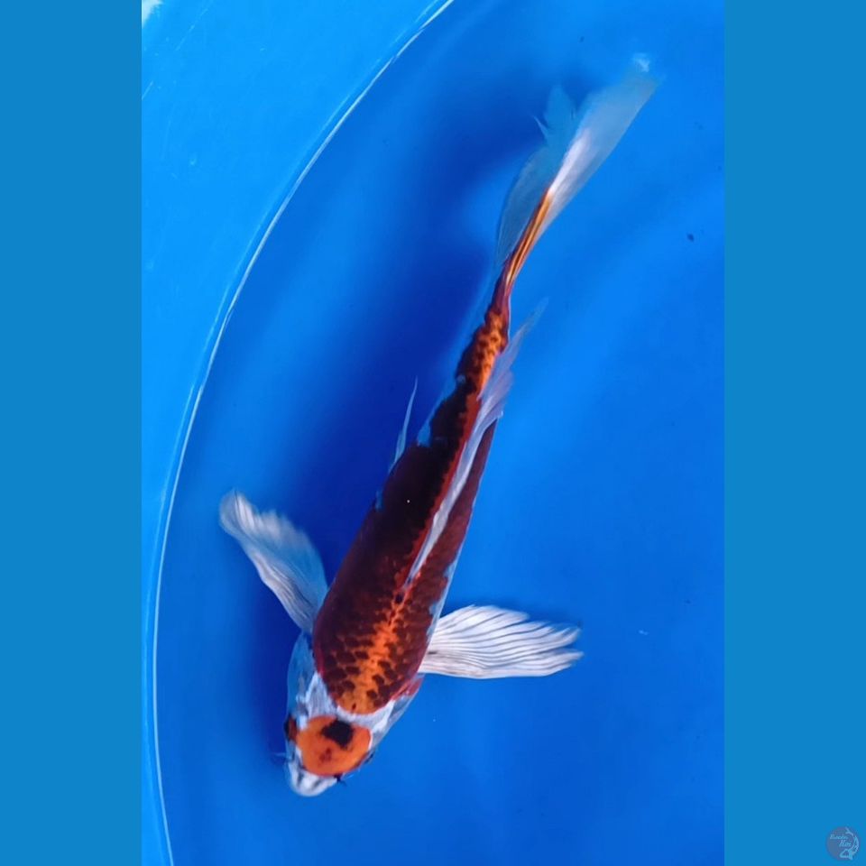 MARUTEN KUMPAY KUJAKU M 30CM