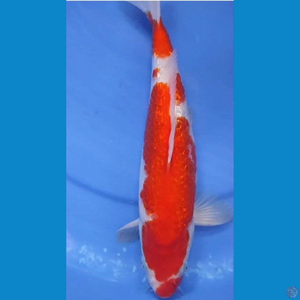 Original kohaku Berpunuk Bakat jumbo 28.5 cm Jantan