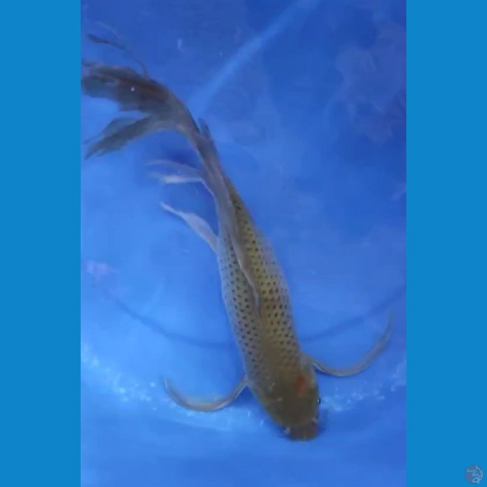 Kumpay Chagoi Midori Gondrong 34 cm Female