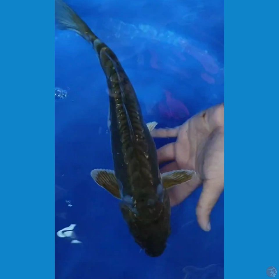 Chagoi Midori Aragoke Istimewa 33 cm Female