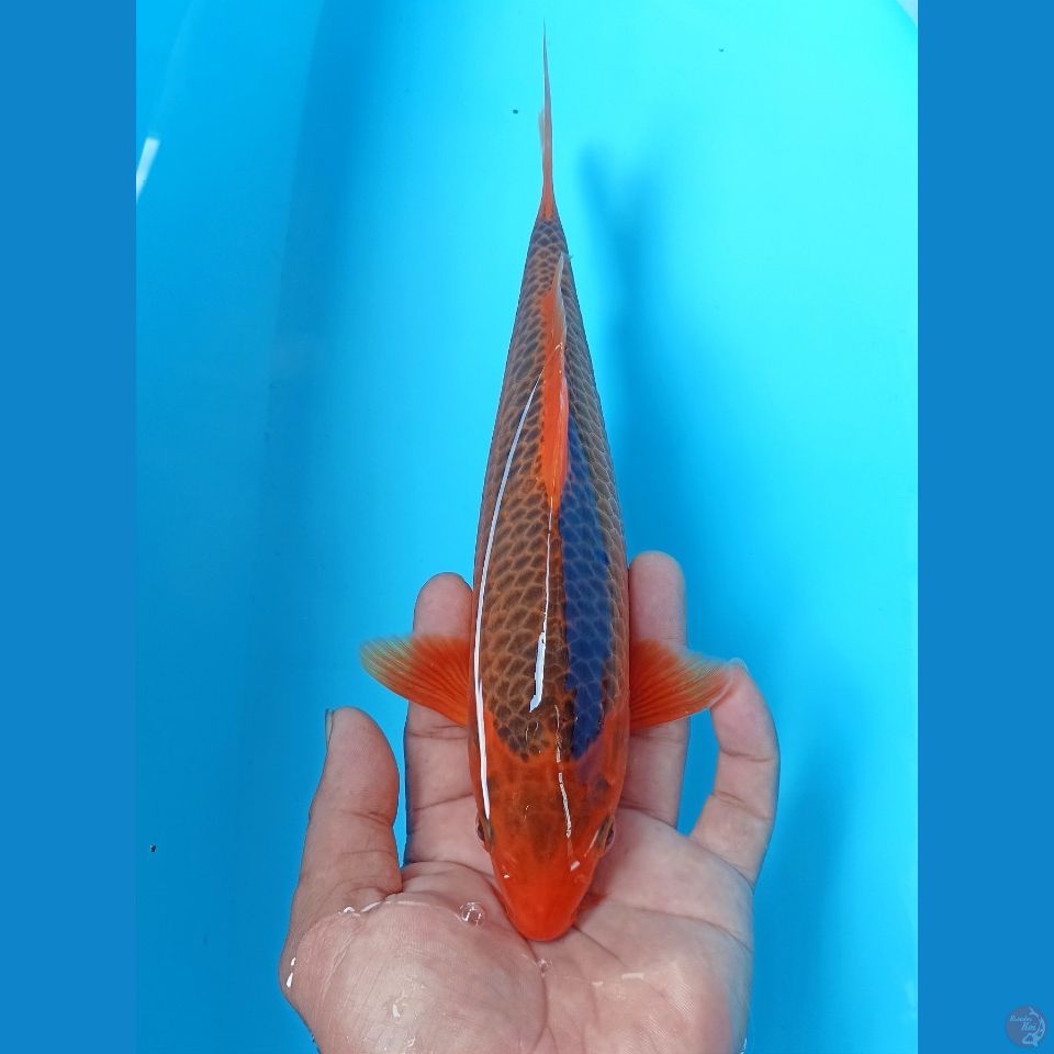 Ak madsuba 26cm