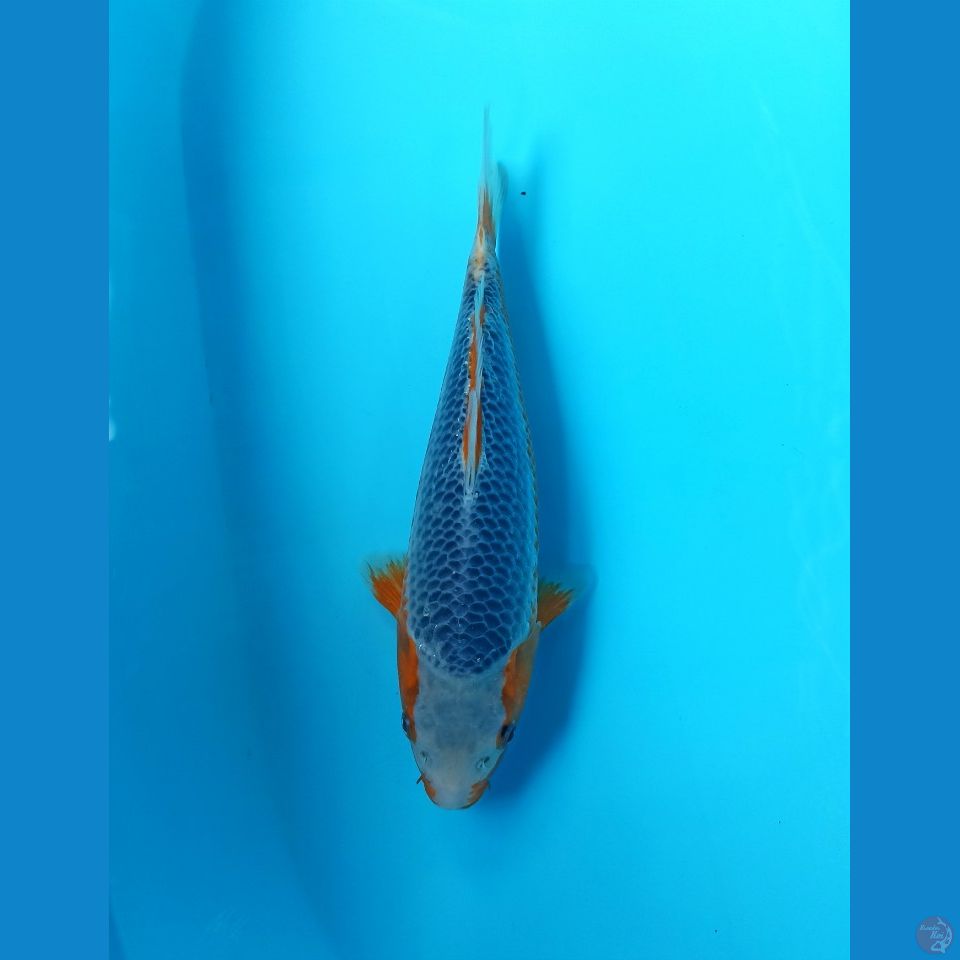Asagi 30bu