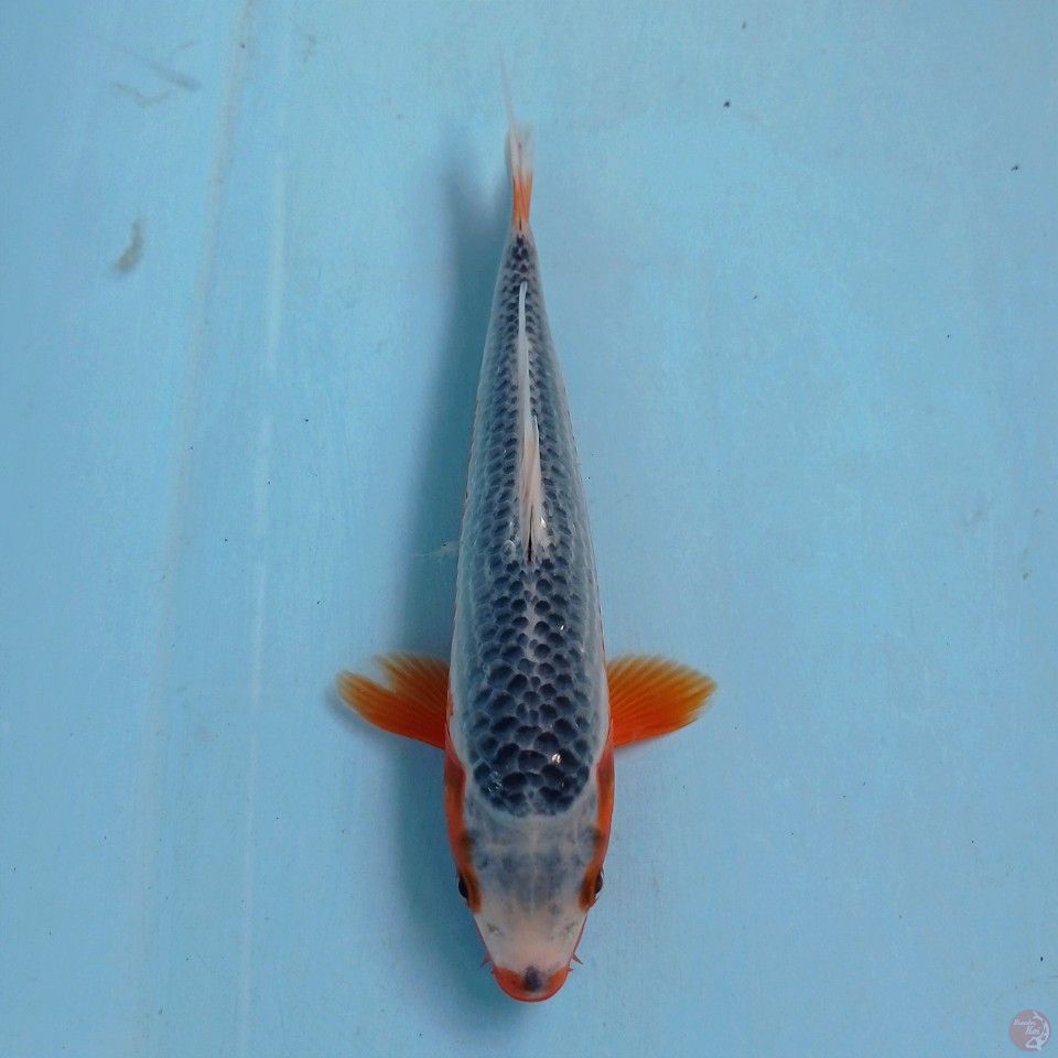 asagi, 23 cm