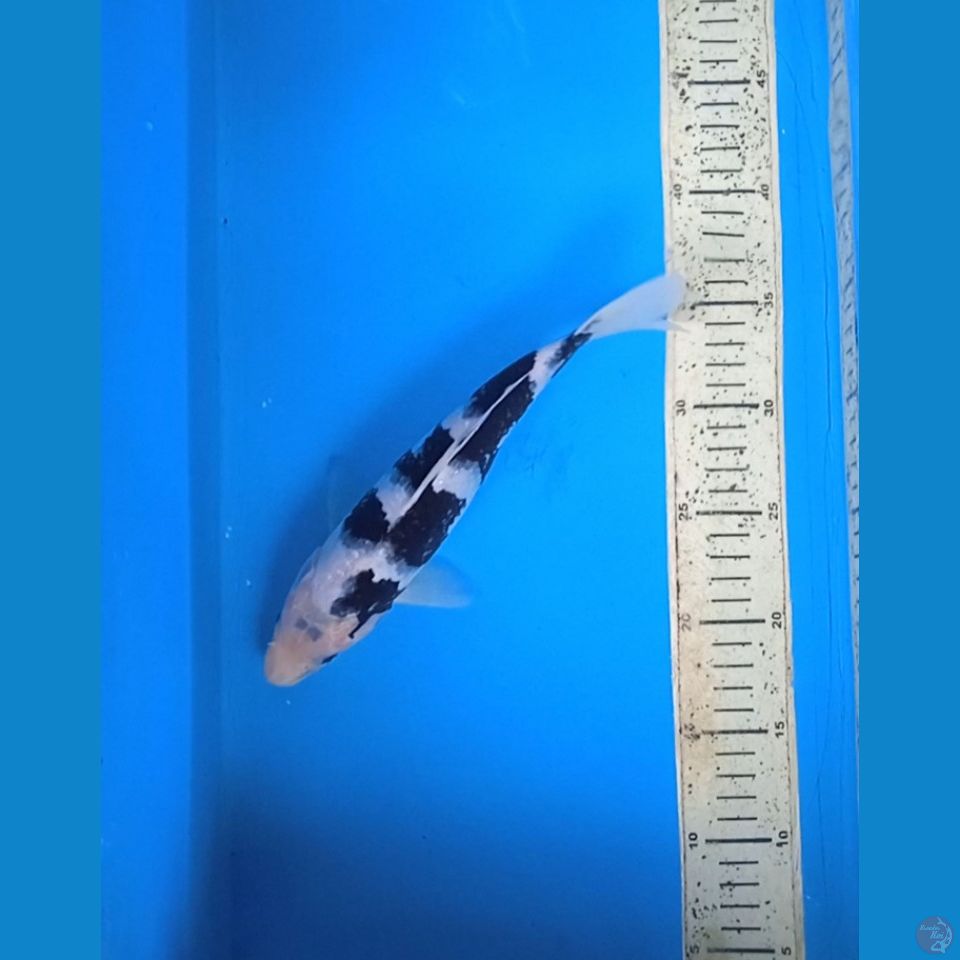 shiro 25cm