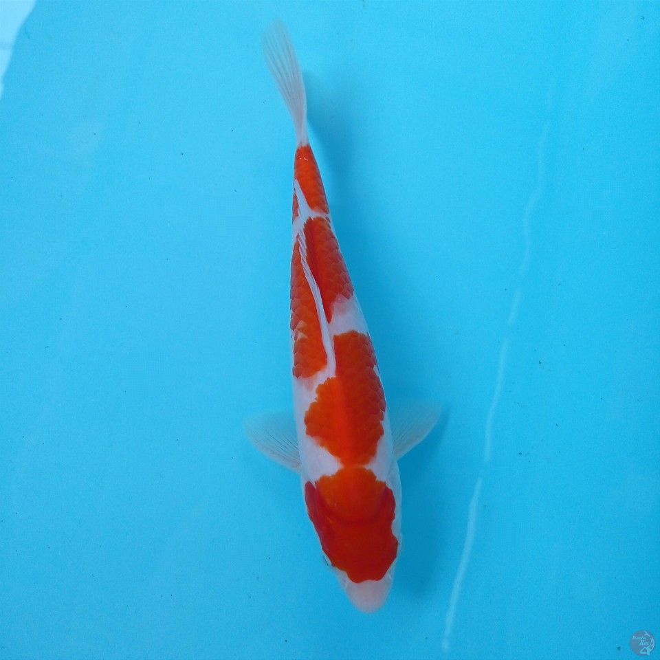 kohaku, 22 cm