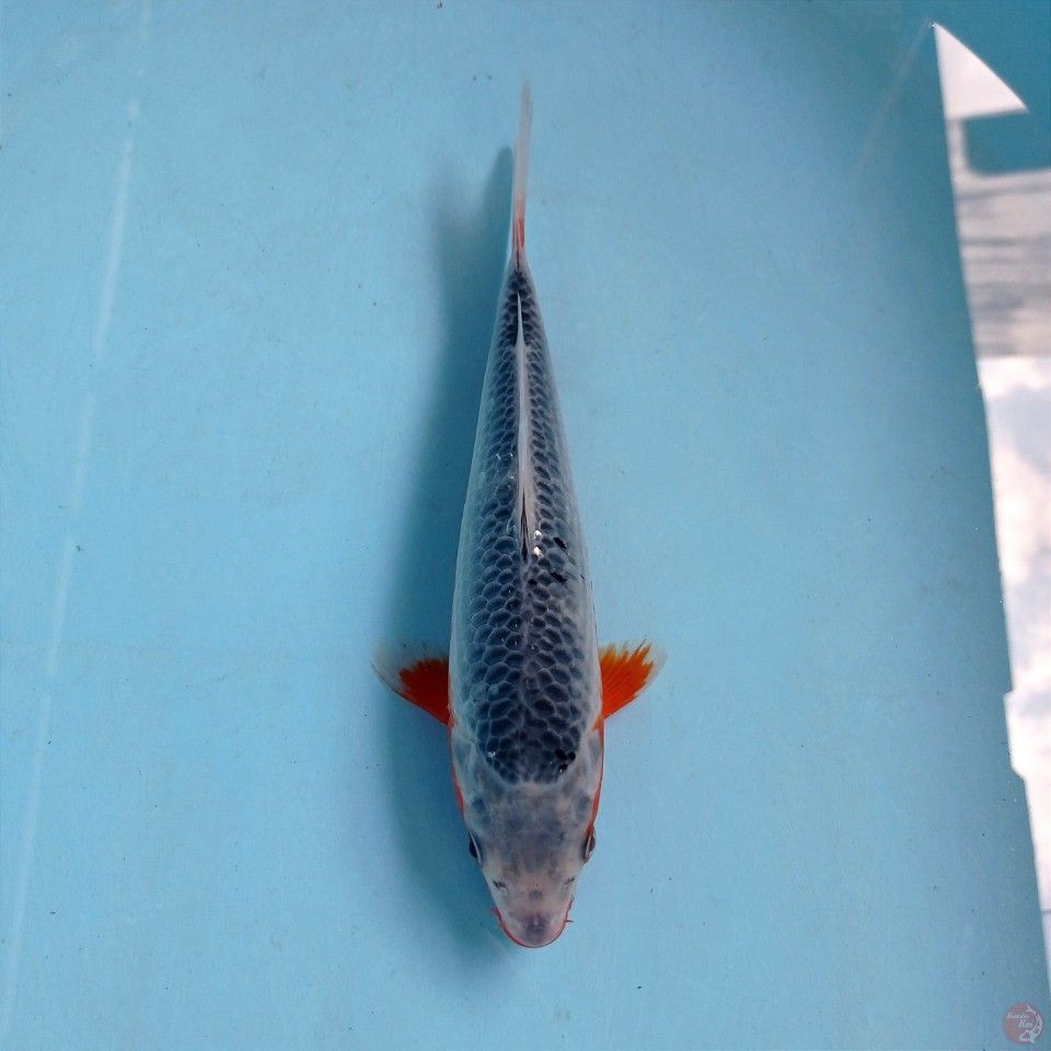 asagi, 23 cm
