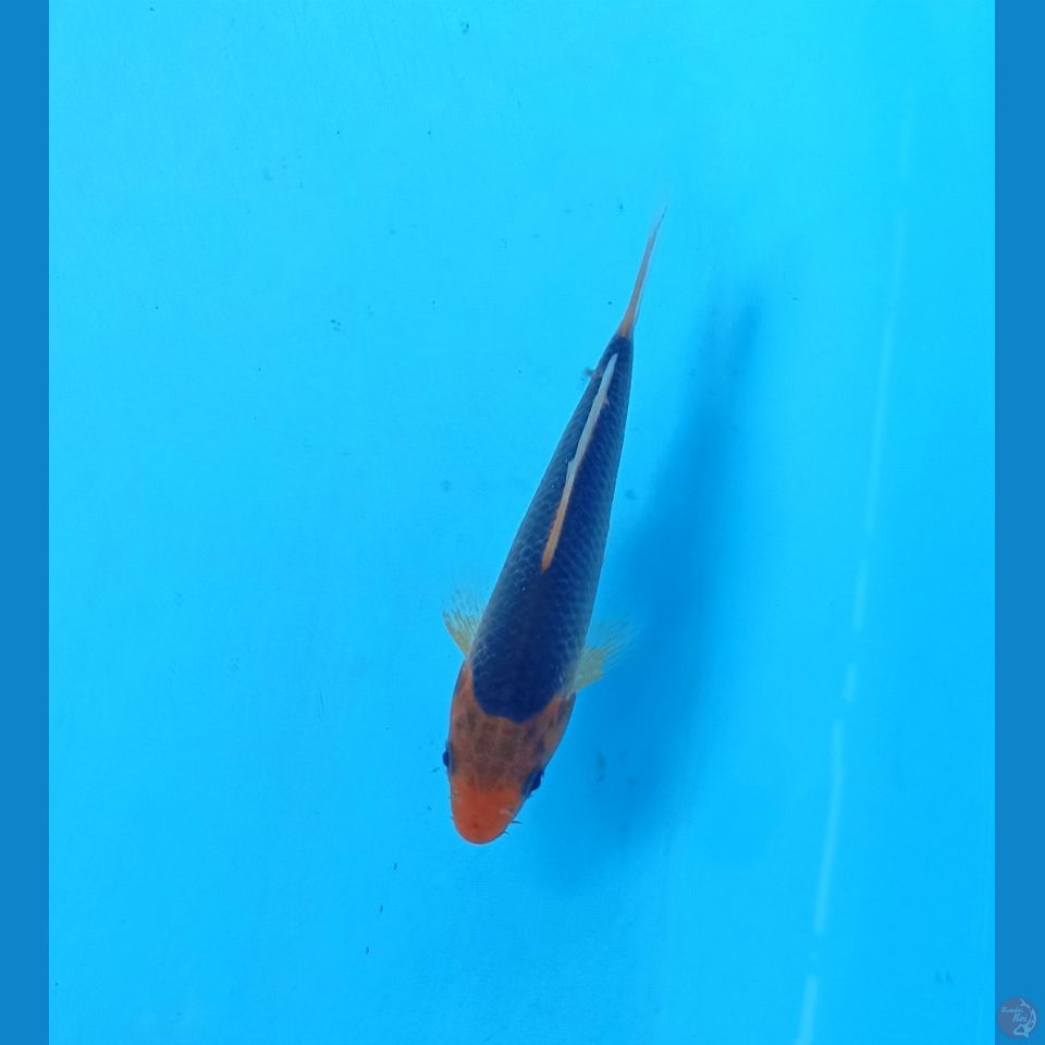 Ak madsuba 15cm