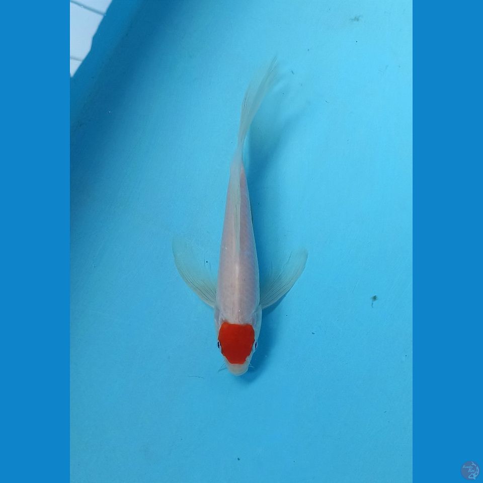 TC sleyer 19cm