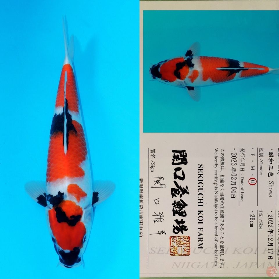 SEKIGUCHI SHOWA SQ 37CM