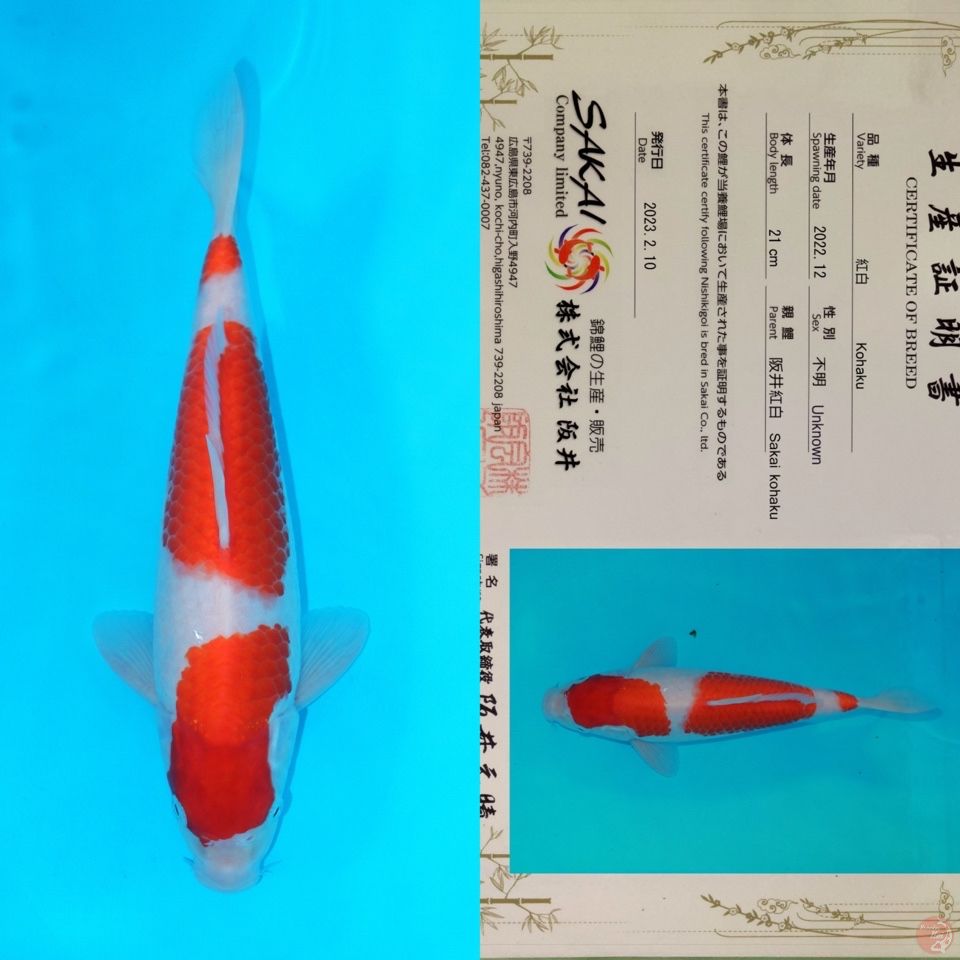 SAKAI KOHAKU SQ 30CM