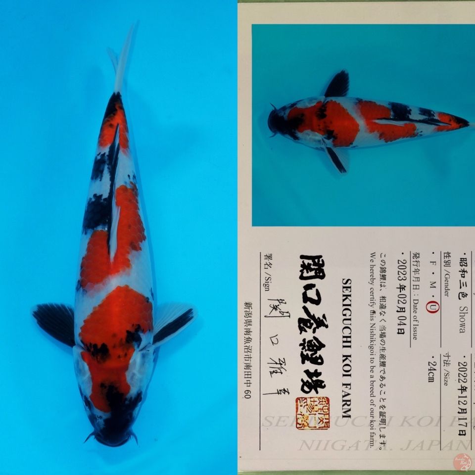 SEKIGUCHI SHOWA SANSHOKU HQ 35CM