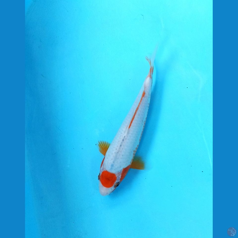 TC asagi 22cm