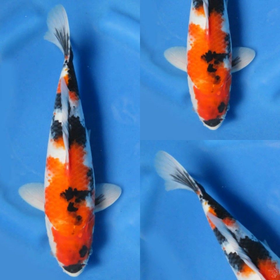 32cm,Showa tategoi 