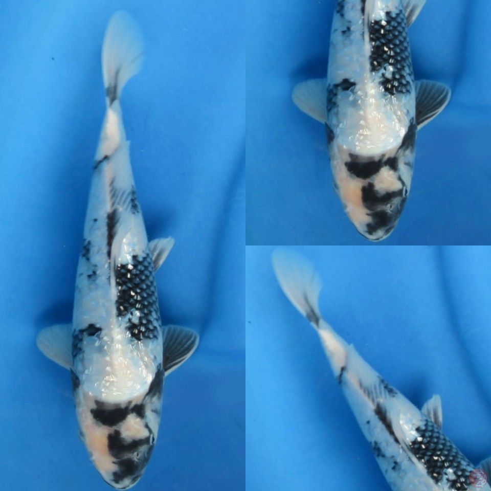 30cm, Shiro full ginrin