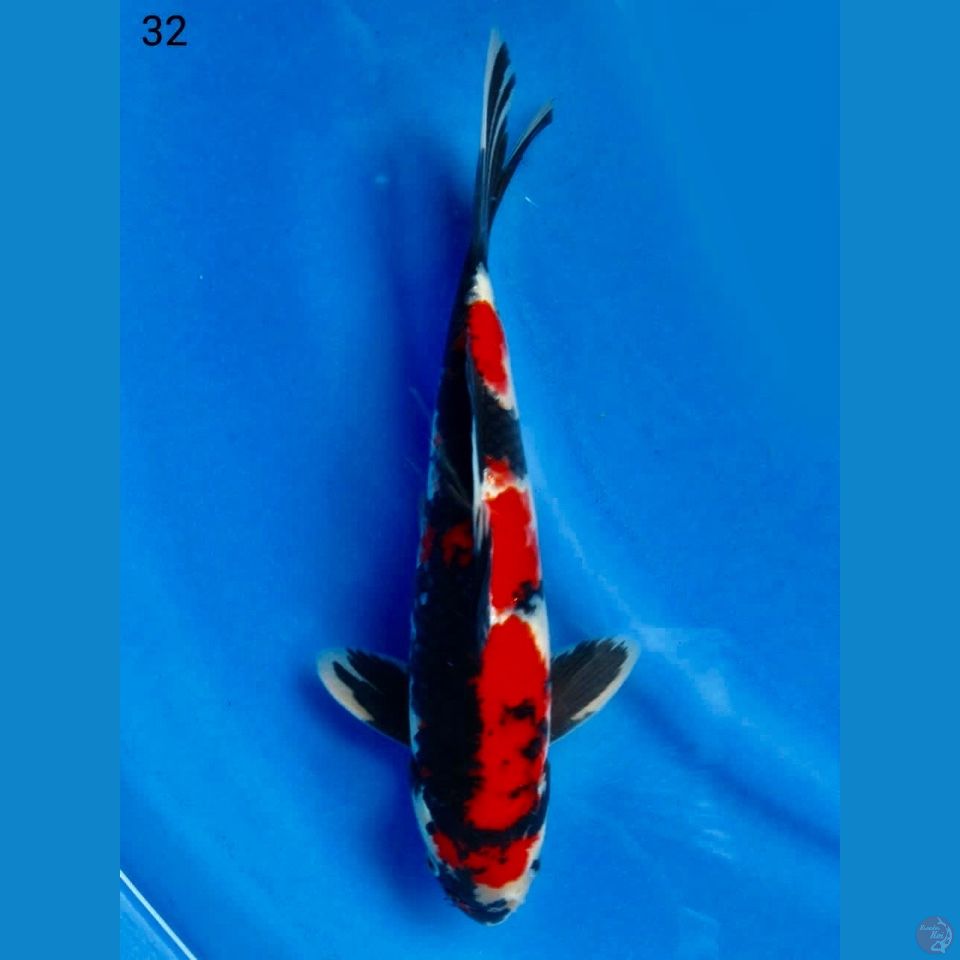 Showa bahan kipping 32cm