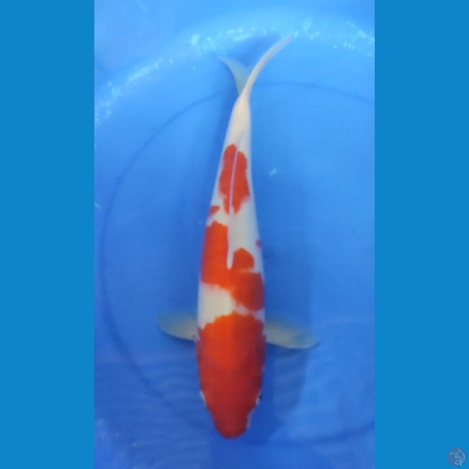 JUMBO Original Kohaku 38 cm Jantan