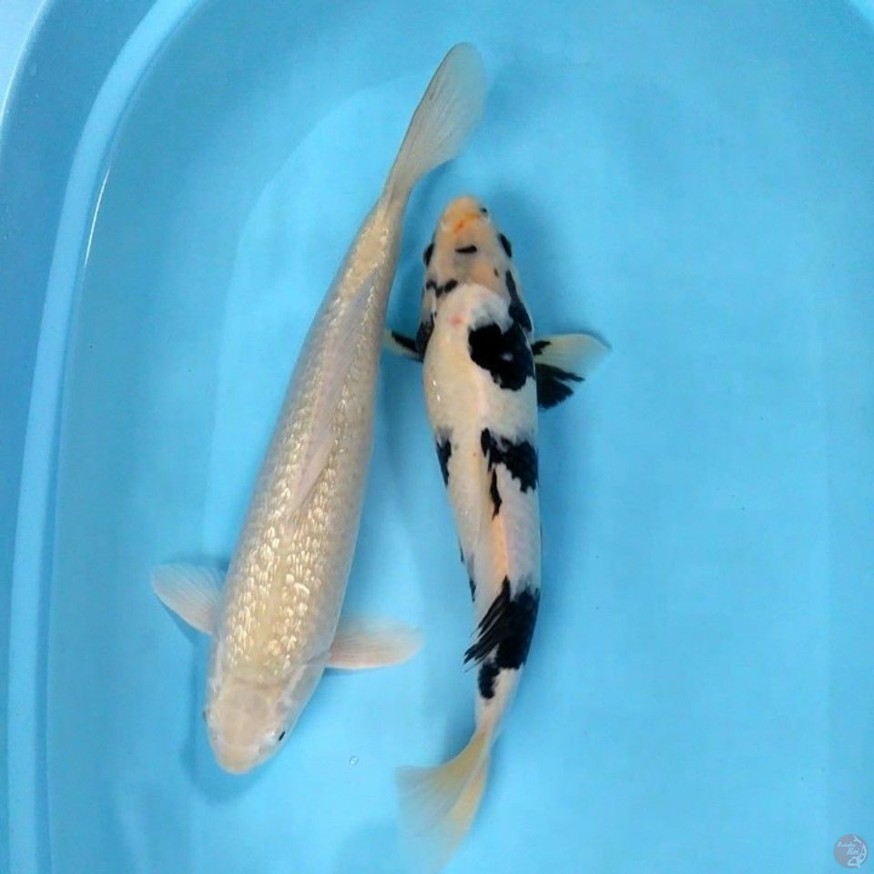 Shiro & Midori Ginrin.. 37-40cm. all Male