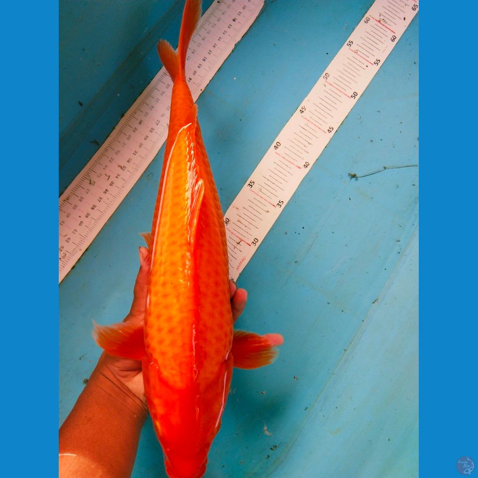 red karasi 40cm