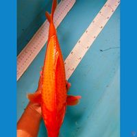 red karasi 40cm