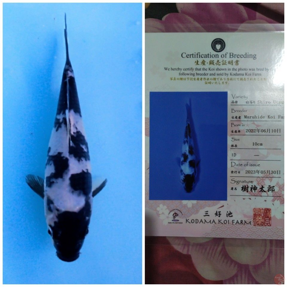SHIRO MARUHIDE
