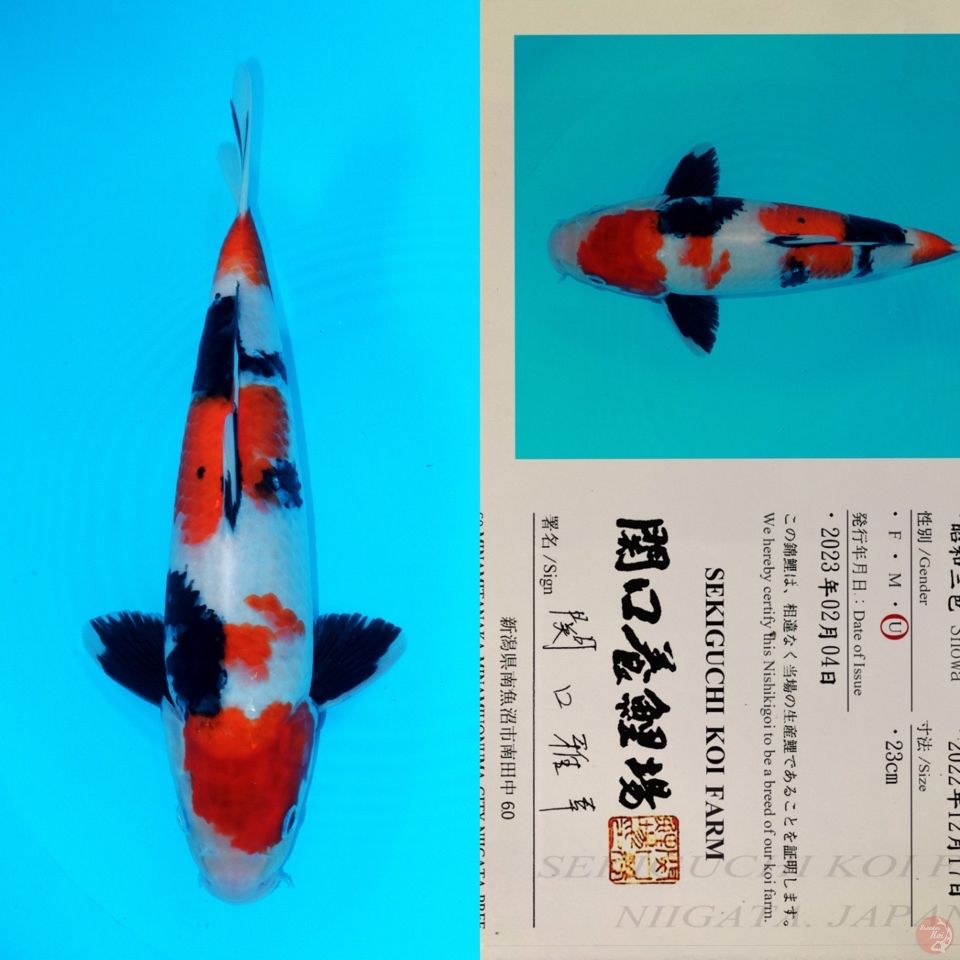 SEKIGUCHI SHOWA SANSHOKU SQ 35CM