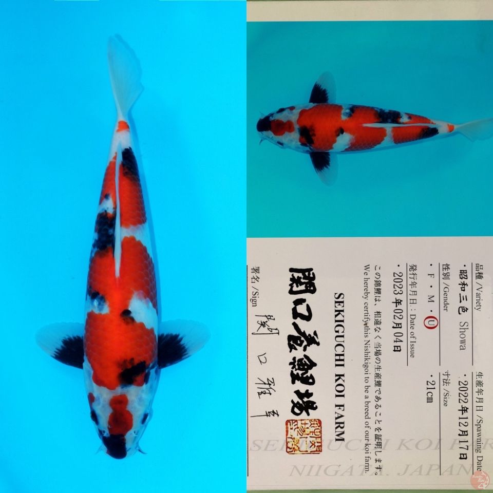 SEKIGUCHI SHOWA SANSHOKU SQ 31CM