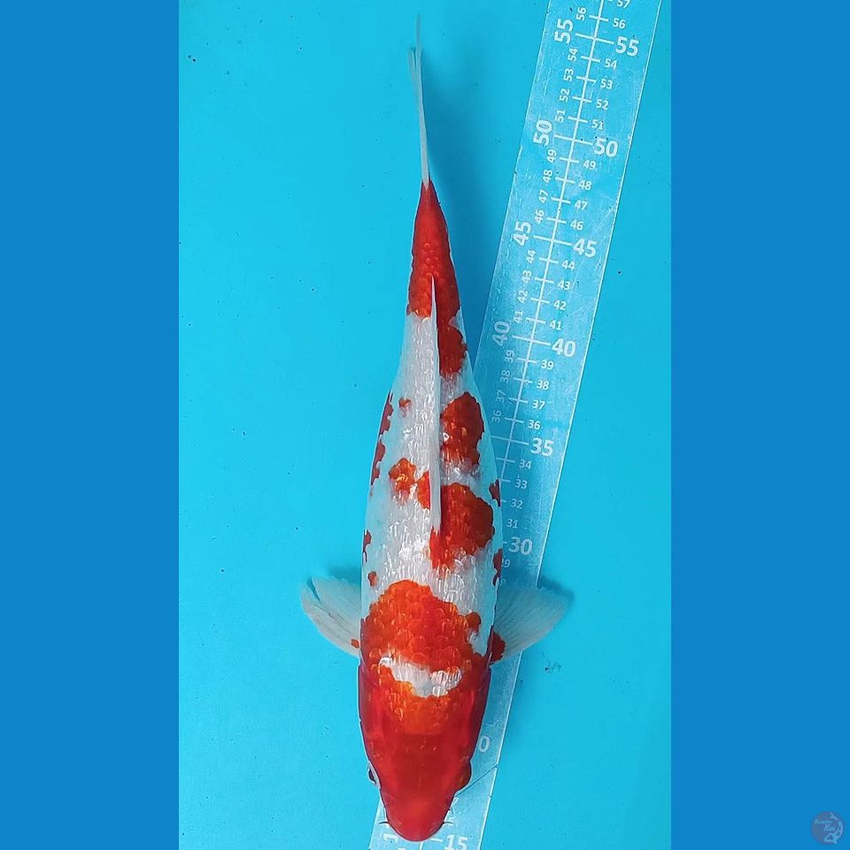 F 40CM KOHAKU GINDRIN