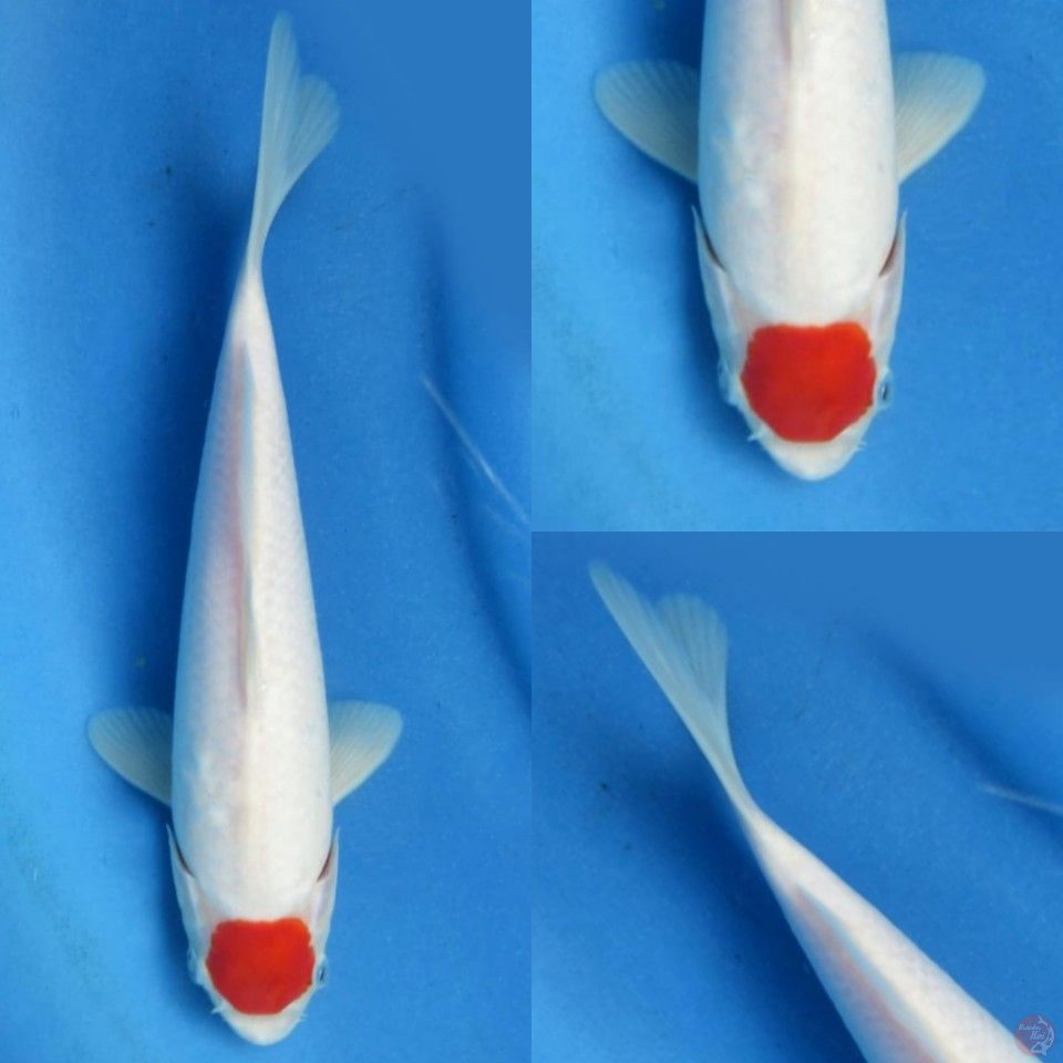 30cm, Tanncho Kohaku 