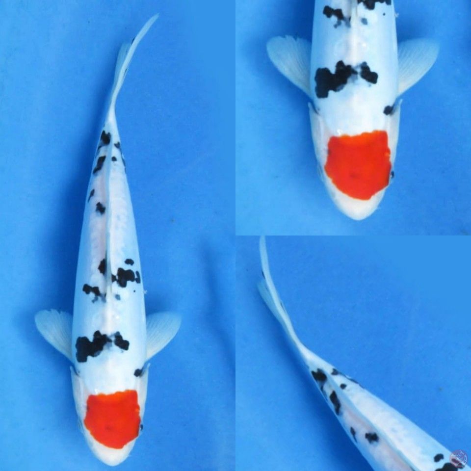 29cm, Tancho sanke doitsu