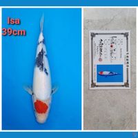 ISA TANCHO SHOWA 39CM SERTI