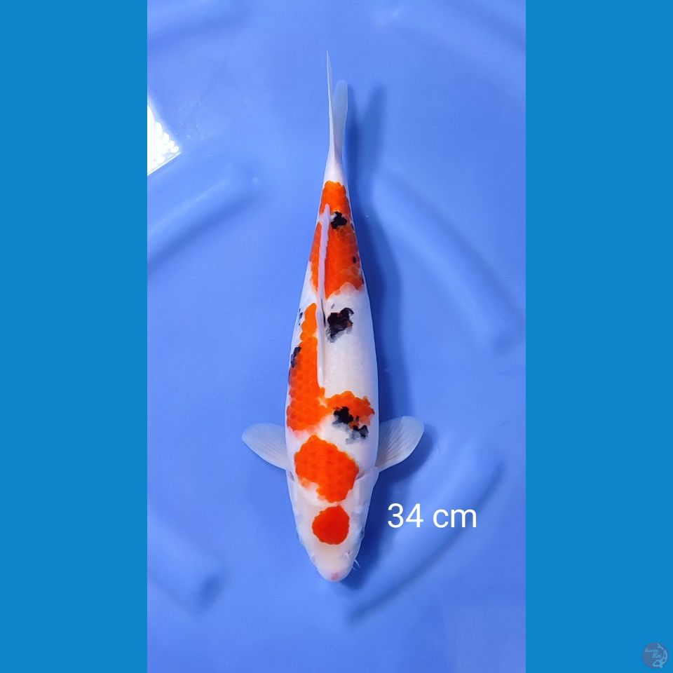 maruten sanke 34 cm