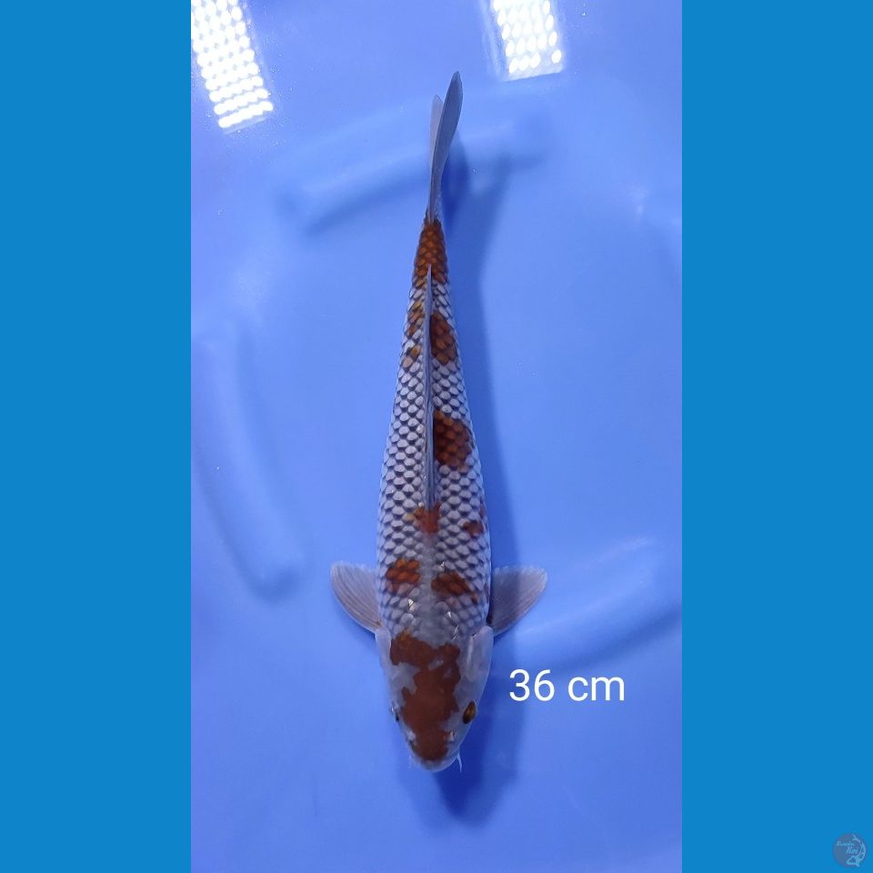 ochiba 36cm