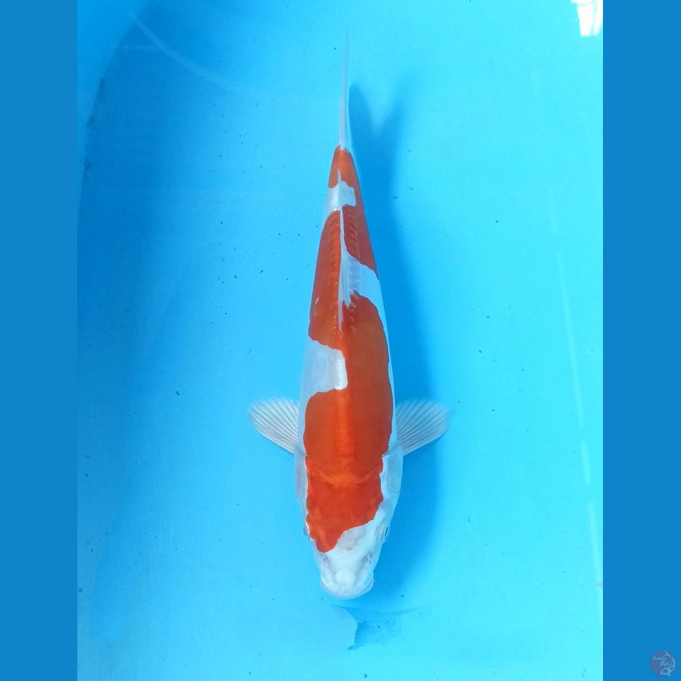 Kikushui 26cm