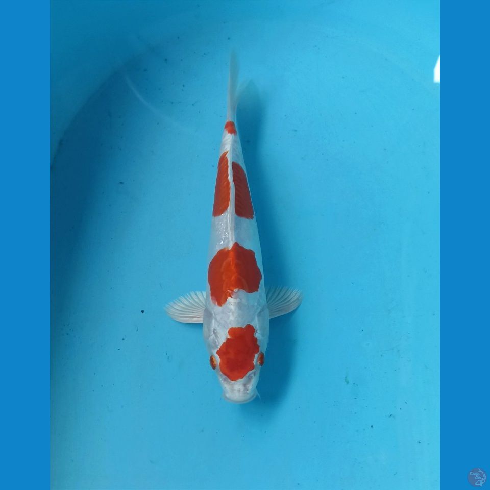 Kikushui 27cm