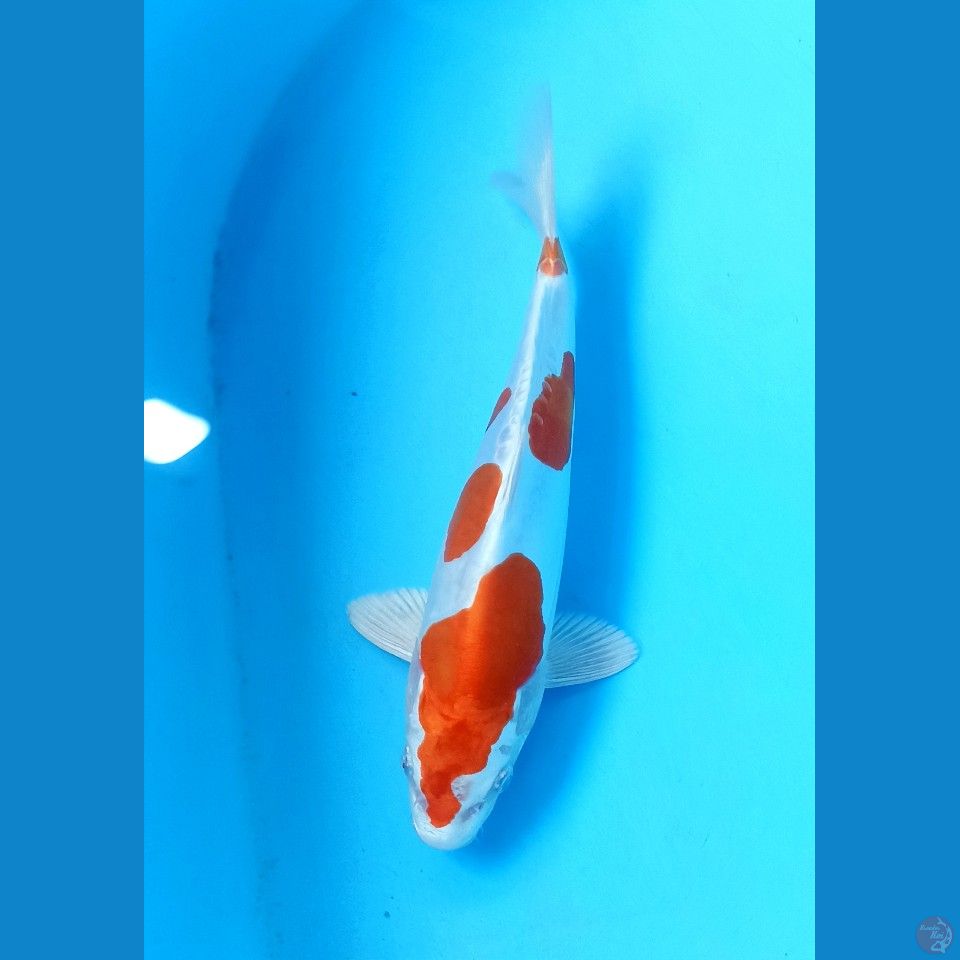 Kikushui 26cm