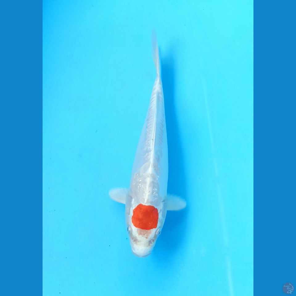 Tancho 24cm