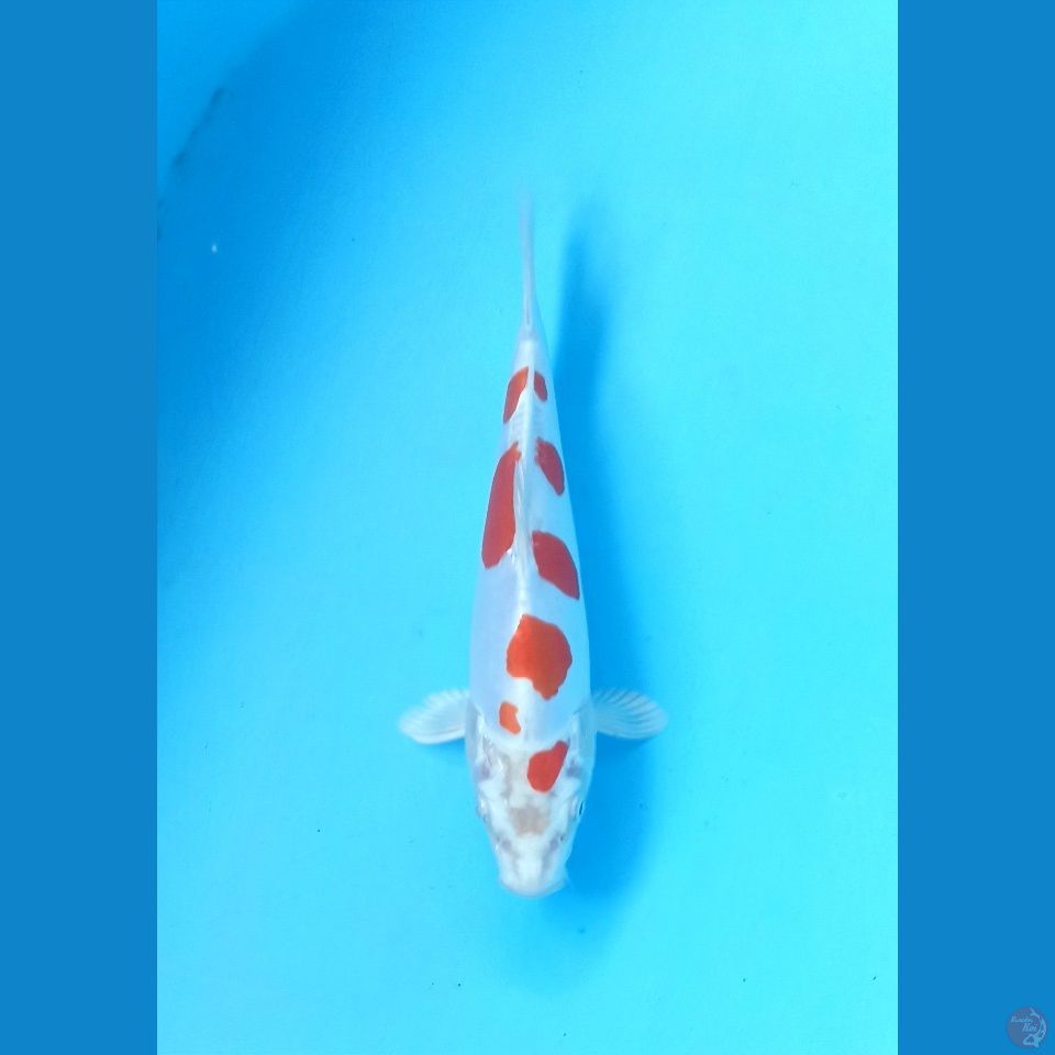 Kikushui 20cm