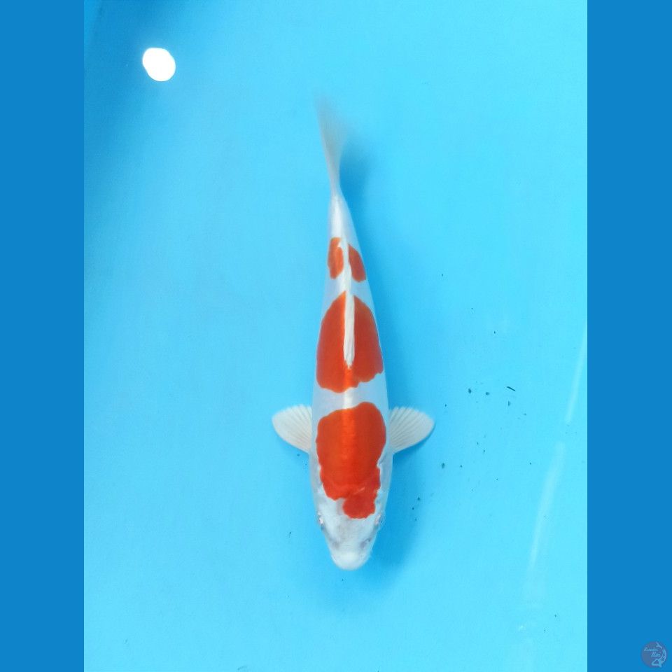 Kikushui 24cm