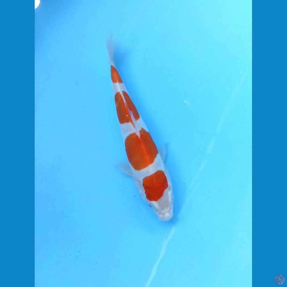 Kohaku doit murni 22cm