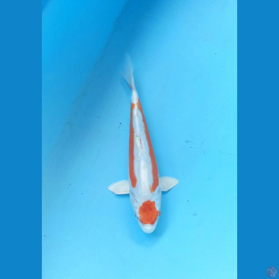 Kin shui 20cm