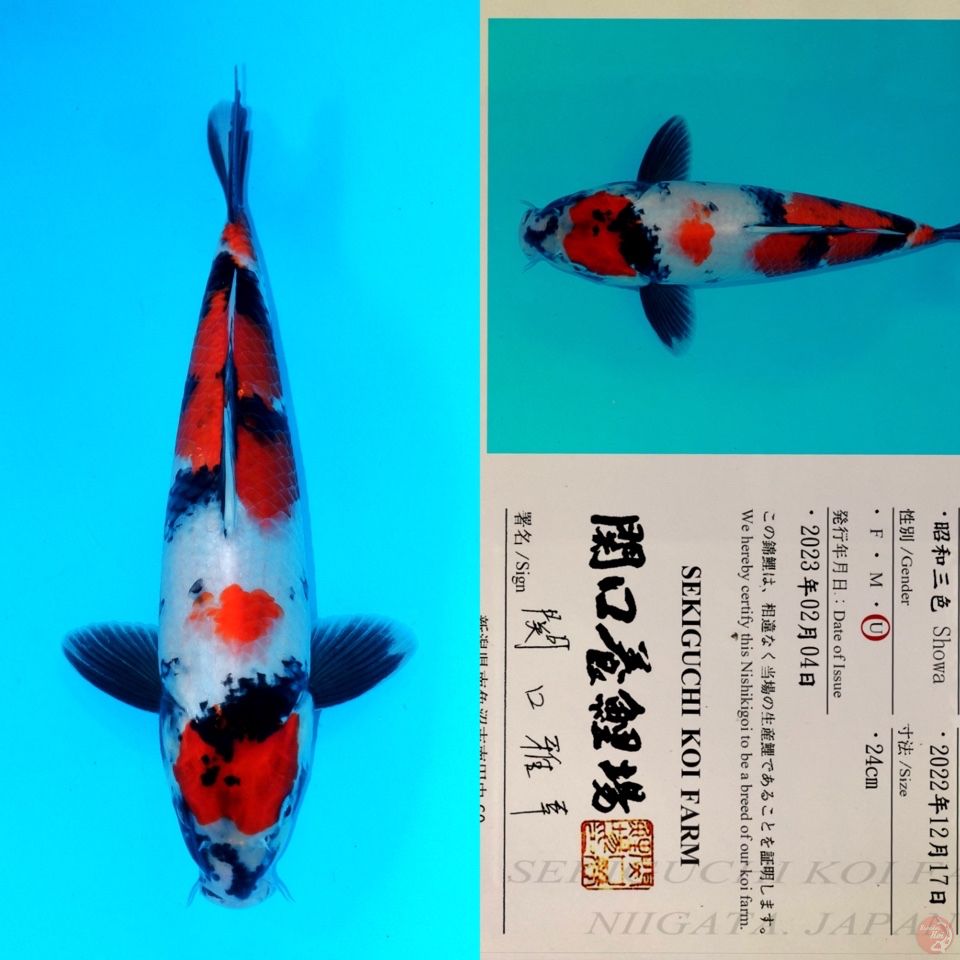 SEKIGUCHI MARUTEN SHOWA SANSHOKU HQ 34CM