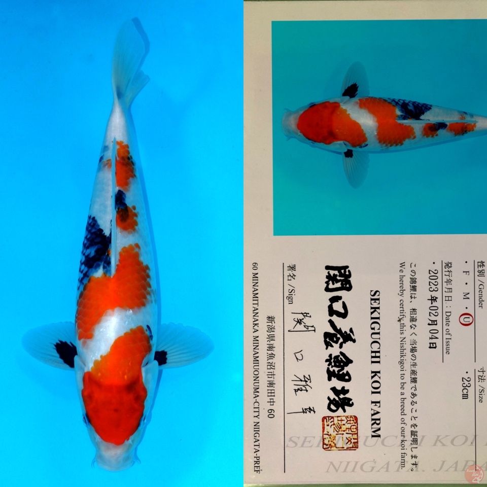 SEKIGUCHI SANDAN SHOWA SANSHOKU HQ 35CM