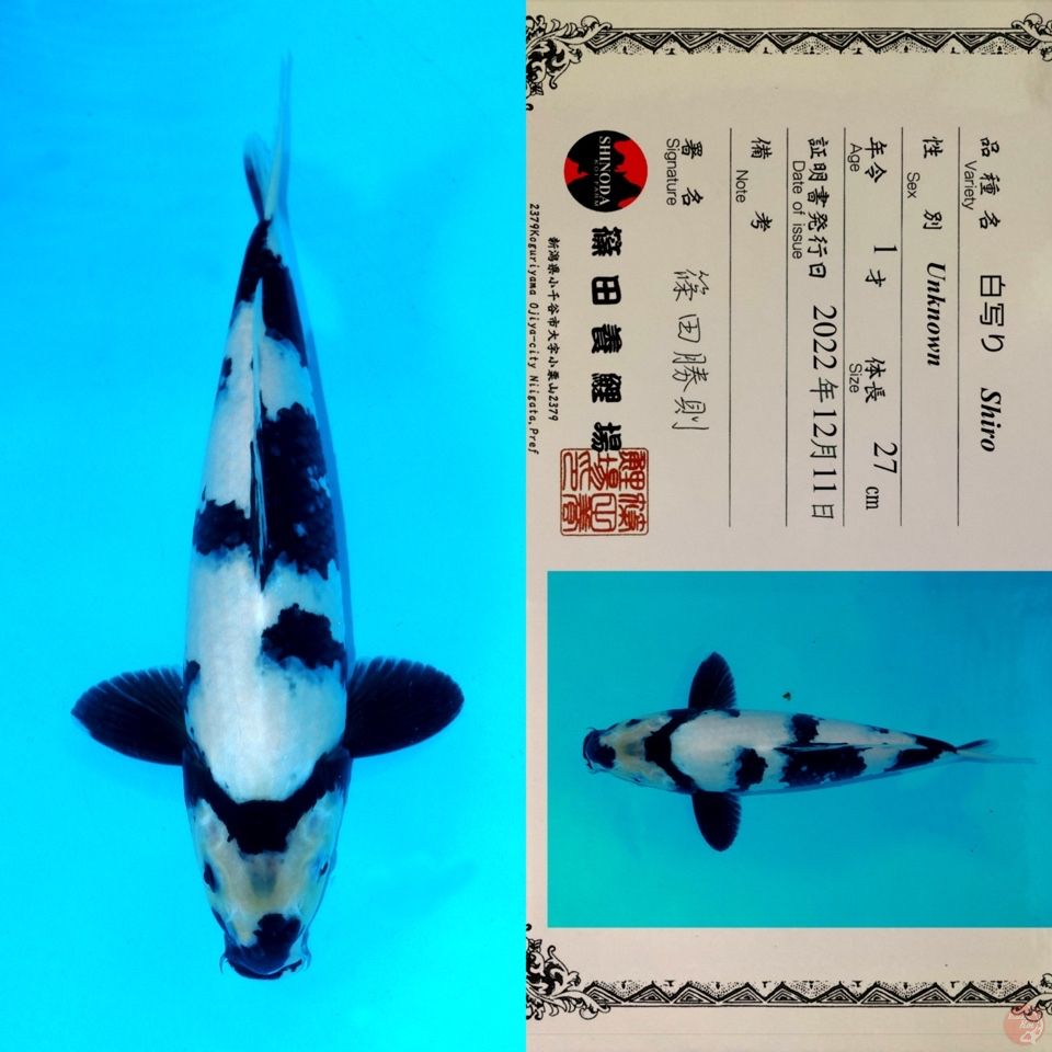 SHINODA SHIRO UTSURI SQ 35CM